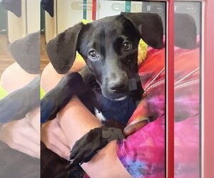 Dachshund-Unknown Mix Dogs for adoption in Amarillo, TX, USA