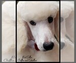 Small Photo #12 Poodle (Standard) Puppy For Sale in MANCHESTER, MI, USA