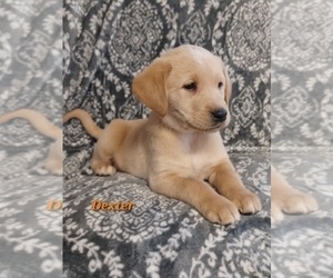 Golden Labrador Puppy for sale in STANLEY, WI, USA