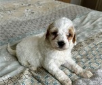 Small Photo #16 Goldendoodle (Miniature) Puppy For Sale in PENSACOLA, FL, USA