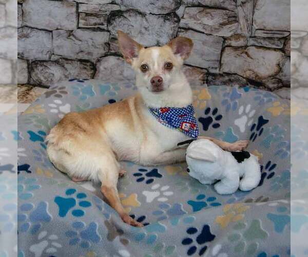 Medium Photo #3 Chihuahua-Unknown Mix Puppy For Sale in Kennesaw, GA, USA