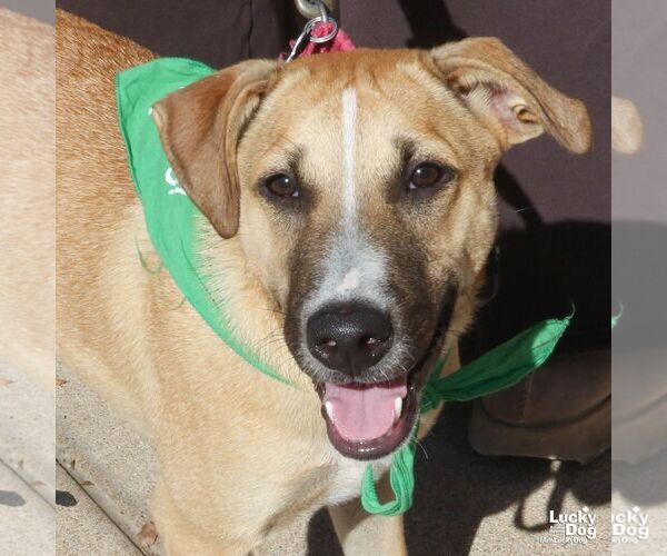 Medium Photo #1 Black Mouth Cur-Unknown Mix Puppy For Sale in Washington, DC, USA