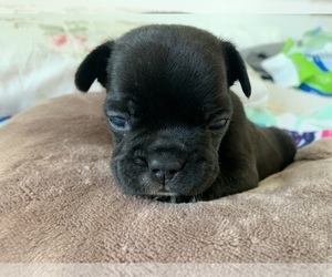 French Bulldog Puppy for sale in JACKSON, NJ, USA