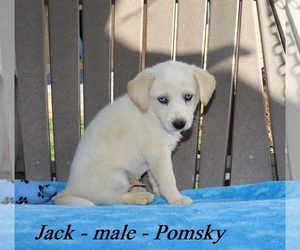 Pomsky Puppy for sale in CLARKRANGE, TN, USA