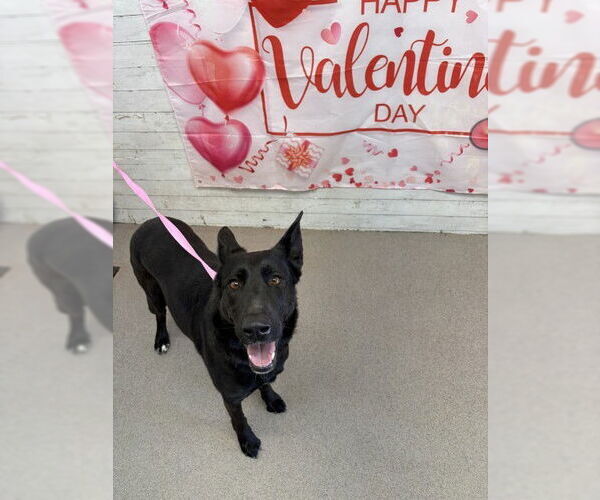 Medium Photo #1 German Shepherd Dog-Unknown Mix Puppy For Sale in San Bernardino, CA, USA