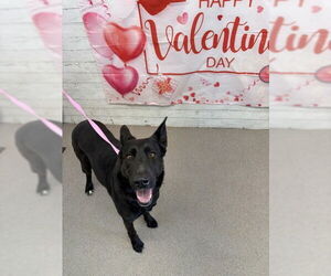 German Shepherd Dog-Unknown Mix Dogs for adoption in San Bernardino, CA, USA