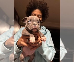 American Bully Puppy for sale in MARIETTA, OH, USA