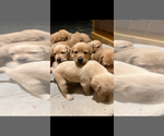 Puppy Puppy 6 Labrador Retriever