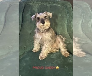 Father of the Schnauzer (Miniature) puppies born on 06/04/2023