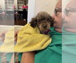 Small #2 Poodle (Miniature)