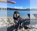 Butterball - Male Border Collie-Siberian Husky Mix Dog for Adoption - Small photo