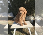 Small Photo #1 Goldendoodle (Miniature) Puppy For Sale in GOSHEN, IN, USA
