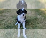 Small Photo #4 Miniature Australian Shepherd Puppy For Sale in MONTGOMERY, IL, USA