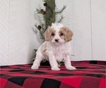 Small #4 Cavapoo (Miniature)