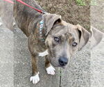Small #1 American Pit Bull Terrier-American Staffordshire Terrier Mix