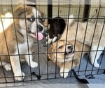 Small Photo #9 Akita-Australian Shepherd Mix Puppy For Sale in NEWPORT NEWS, VA, USA