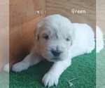 Small #4 English Cream Golden Retriever