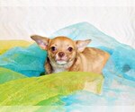 Puppy Starshine Chihuahua