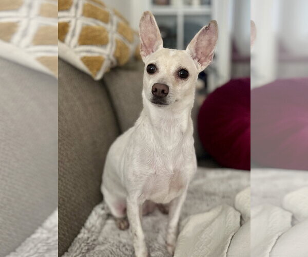 Medium Photo #1 Chihuahua-Unknown Mix Puppy For Sale in Minneapolis, MN, USA