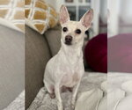 Small Chihuahua Mix