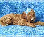Small Photo #5 Irish Doodle Puppy For Sale in PORT DEPOSIT, MD, USA