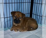 Small Photo #5 Boxer-German Shepherd Dog Mix Puppy For Sale in Dumont, NJ, USA