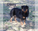 Small Photo #1 Miniature Australian Shepherd Puppy For Sale in FORESTBURG, TX, USA