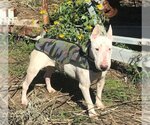 Small Photo #1 Bull Terrier Puppy For Sale in Rockdale, TX, USA
