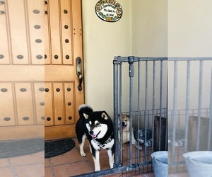 Mother of the Shiba Inu puppies born on 06/16/2025