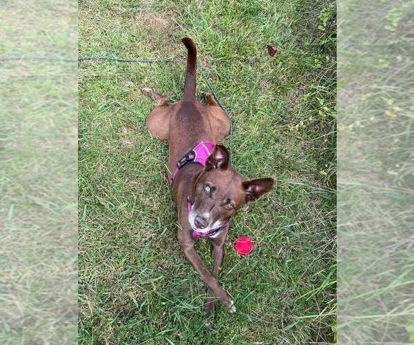 Medium Photo #8 Mutt Puppy For Sale in Candler, NC, USA