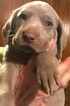 Small Photo #1 Weimaraner Puppy For Sale in DOW, IL, USA