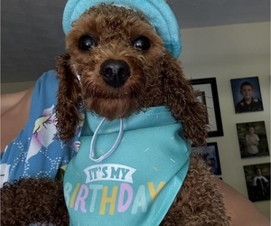 Poodle (Toy) Puppy for sale in FREELAND, MD, USA