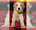 Puppy Snow White Goldendoodle