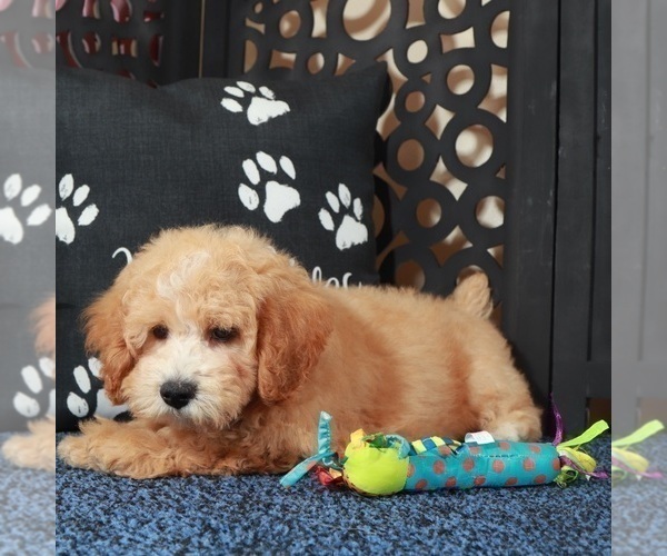 Medium Photo #3 Poochon Puppy For Sale in MOUNT VERNON, OH, USA