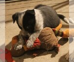 Small #3 Australian Cattle Dog-Border Collie Mix
