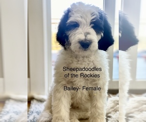 Sheepadoodle Puppy for sale in CONIFER, CO, USA