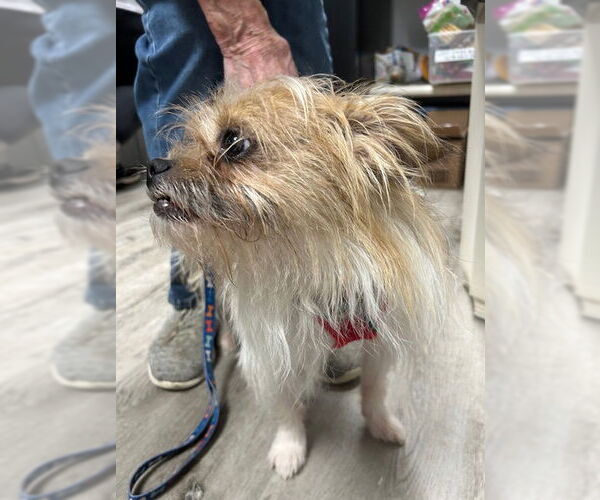 Medium Photo #3 Mutt Puppy For Sale in Stanhope, NJ, USA