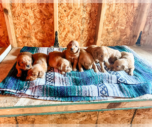 Golden Retriever Puppy for Sale in ROCK VALLEY, Iowa USA