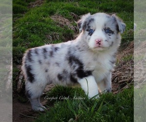 Miniature Australian Shepherd Puppy for sale in SMITHVILLE, AR, USA