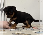 Small Photo #19 Carlin Pinscher Puppy For Sale in COBB, WI, USA
