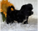 Small #12 Morkie