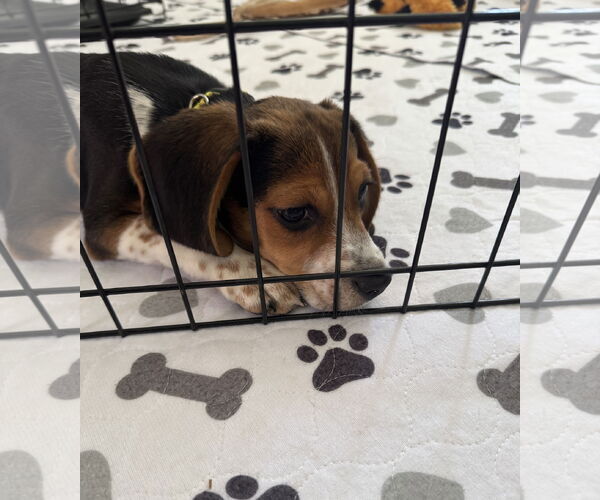 Medium Photo #4 Beagle Puppy For Sale in Wheaton, IL, USA