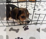 Small #3 Beagle