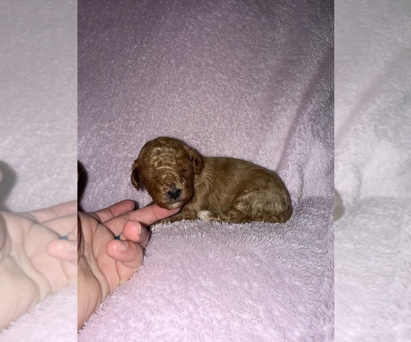 Medium Photo #2 Cavapoo (Miniature) Puppy For Sale in MUNFORDVILLE, KY, USA
