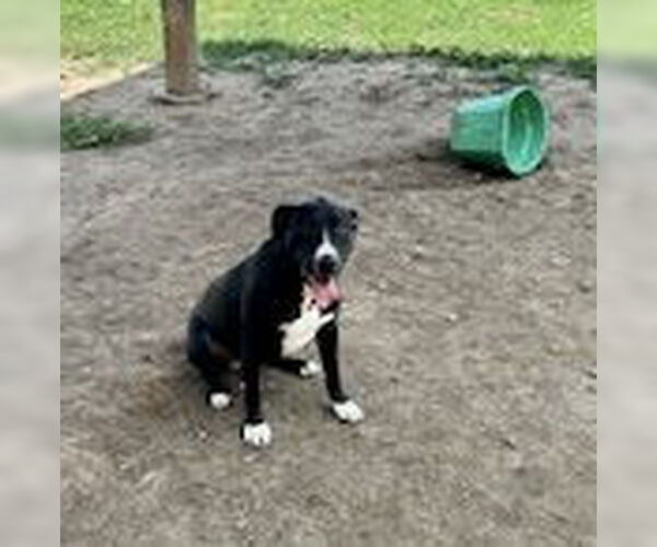 Medium Photo #2 American Pit Bull Terrier Puppy For Sale in Pampa, TX, USA