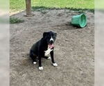 Small #1 American Pit Bull Terrier
