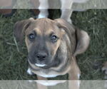 Small #7 Boxer