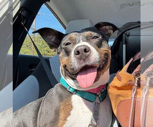 Mutt Dogs for adoption in Woodbury, NY, USA