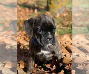 Boxer Puppy for sale in HUNTSVILLE, AR, USA