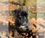 Small Photo #1 Boxer Puppy For Sale in HUNTSVILLE, AR, USA